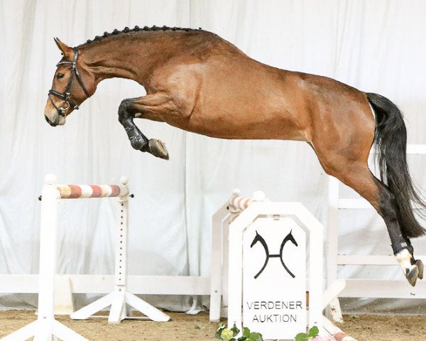jumper Suzi Quatro (Hanoverian, 2013, from Spartacus TN)