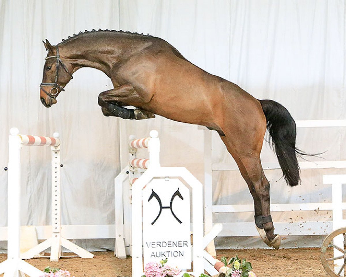 jumper Springtime (Hanoverian, 2013, from Stakkato)