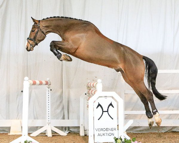 horse Pole Position (Westphalian, 2012, from Plot Blue)