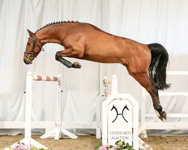 jumper Keatingstown Quite Chacco (Hanoverian, 2013, from FRH Quaid)