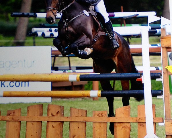 broodmare Laeticia 16 (German Sport Horse, 2004, from Levisto Z)