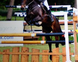 broodmare Laeticia 16 (German Sport Horse, 2004, from Levisto Z)