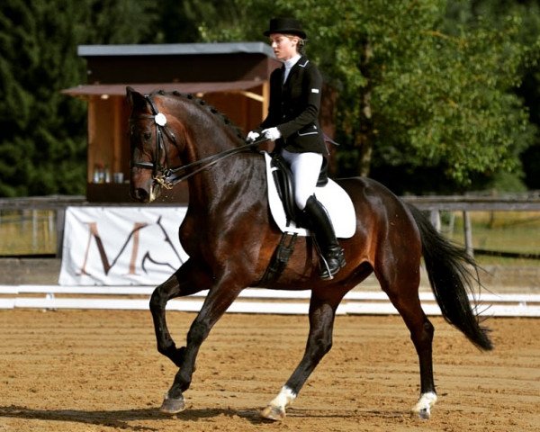 dressage horse Di Sandro OLD (Oldenburg, 2003, from De Niro)