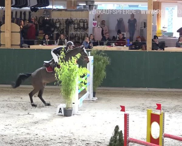 Reitturnier Dielsdorf, Horsepark Masters 2019