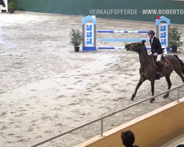 Reitturnier Dielsdorf, Horsepark Masters 2019