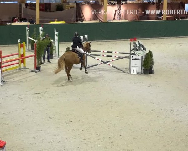 Reitturnier Dielsdorf, Horsepark Masters 2019