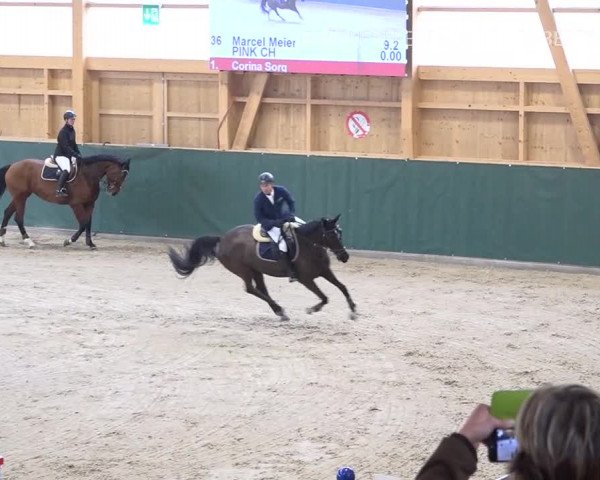 Reitturnier Dielsdorf, Horsepark Masters 2019