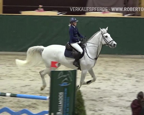 Reitturnier Dielsdorf, Horsepark Masters 2019