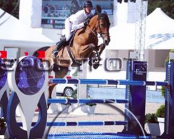 jumper Urasis de La Manade (Belgium Sporthorse, 2004, from Kashmir van't Schuttershof)