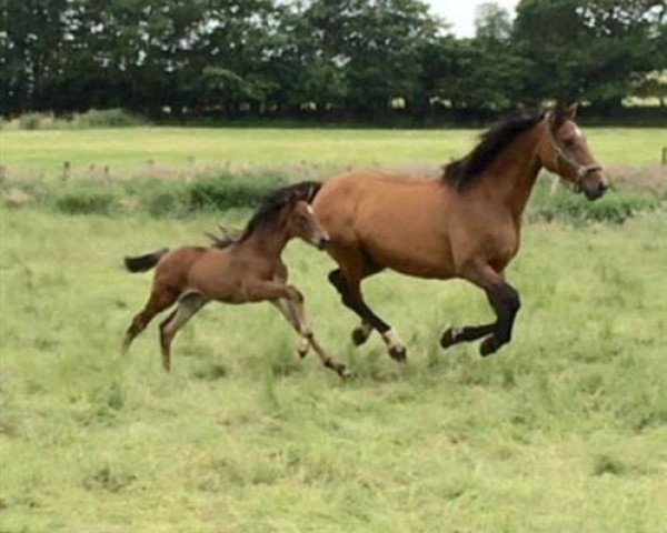 Zuchtstute Lady Lee Ann (Holsteiner, 1996, von Corofino I)