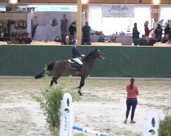 Reitturnier Dielsdorf, Horsepark Masters 2019