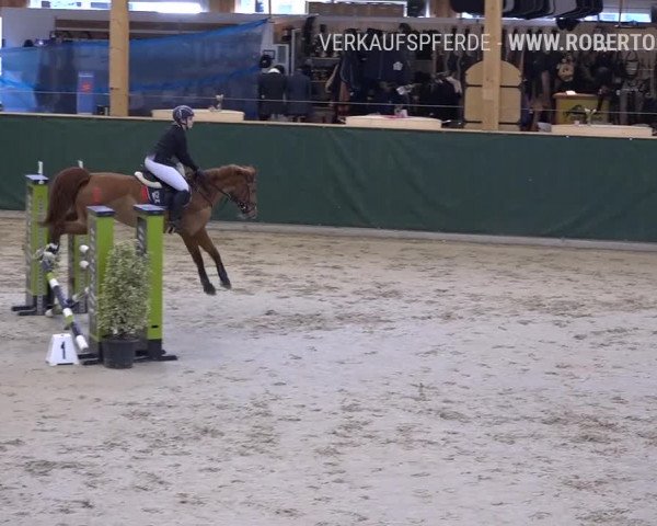 Reitturnier Dielsdorf, Horsepark Masters 2019