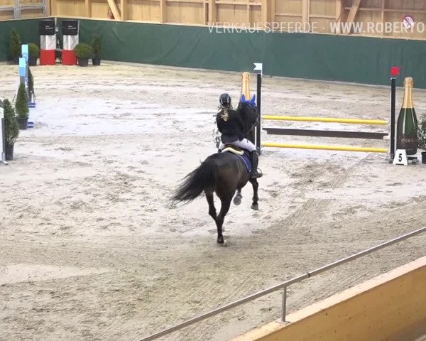Reitturnier Dielsdorf, Horsepark Masters 2019