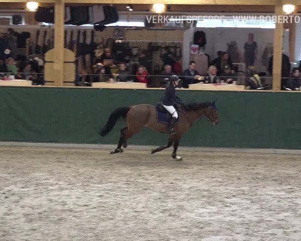 Reitturnier Dielsdorf, Horsepark Masters 2019