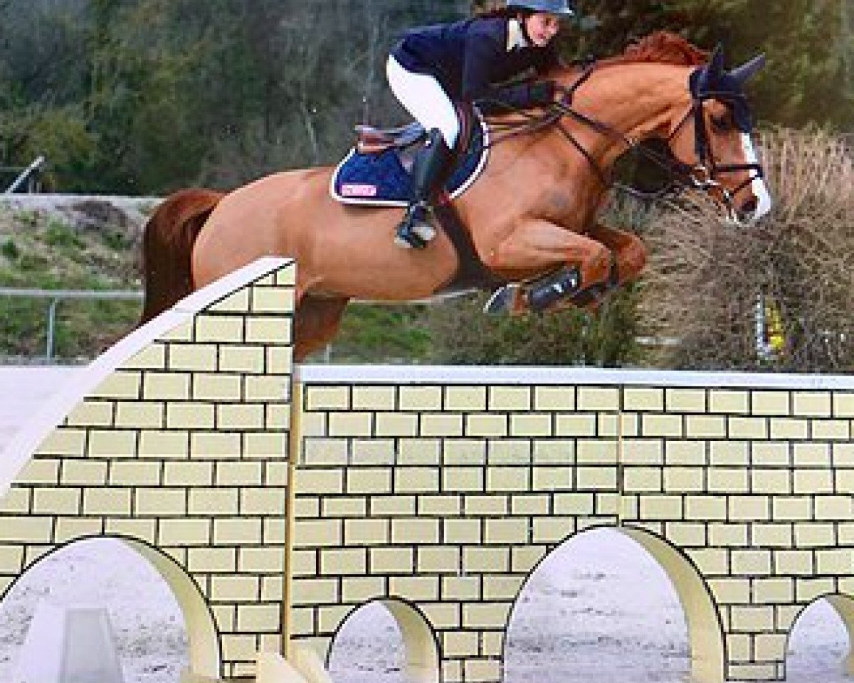 Caballo de salto Upsider des Douits (Selle Français, 2008, de Richebourg)