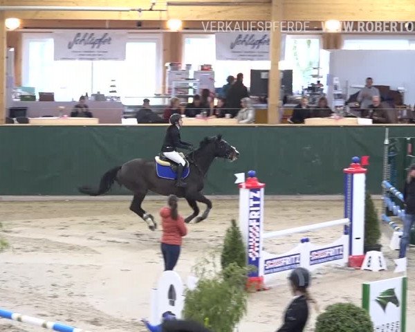 Reitturnier Dielsdorf, Horsepark Masters 2019
