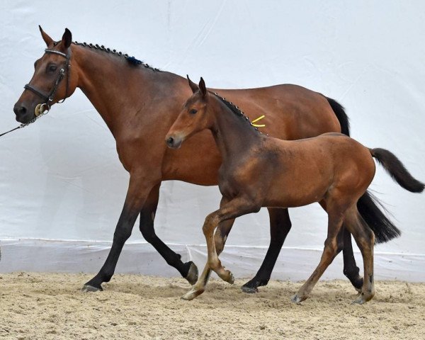 Pferd Quisina V St.-Ghyvan Z (Zangersheide Reitpferd, 2014, von Quidam de Revel)