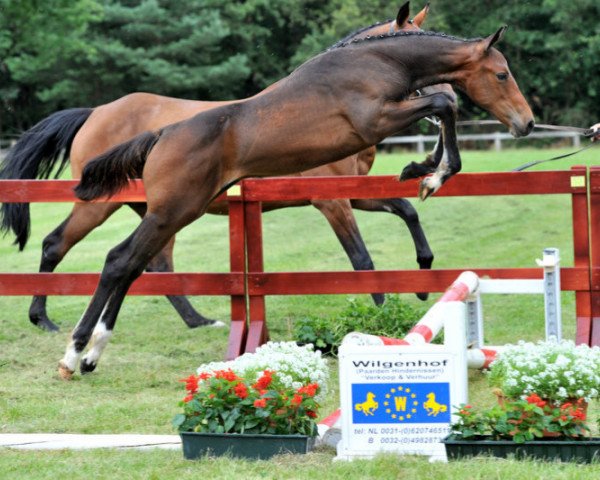 Pferd Magic Boy St.-Ghyvan (Belgisches Warmblut, 2012, von Quidam de Revel)