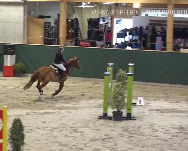 Reitturnier Dielsdorf, Horsepark Masters 2019