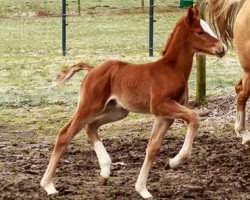 horse Larissa TS (Westphalian, 2017, from Lissaro)