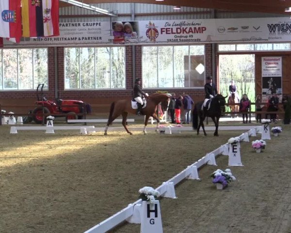 Reitturnier Seppenrade 2019