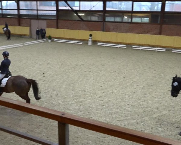 Reitturnier Hamburg-Friedrichshulde/Sylva Kuhrt 2021
