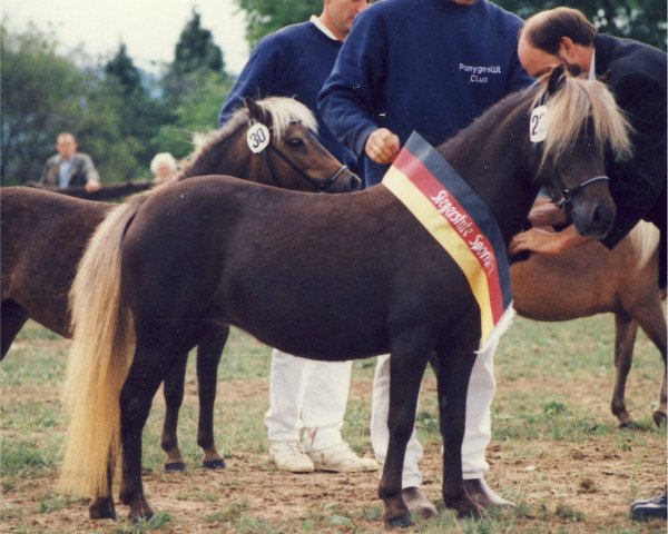 broodmare Hillery (Dt.Part-bred Shetland pony, 1991, from Jappelu)