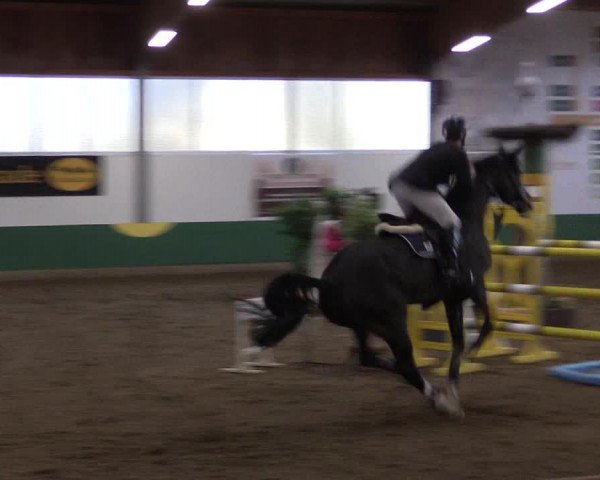 Reitturnier Warendorf-Freckenhorst 2019