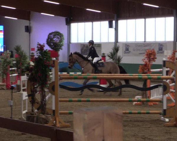 Reitturnier Warendorf-Freckenhorst 2019
