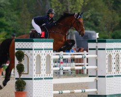 jumper Newmarket Venture Clover (Irish Sport Horse, 2004, from Newmarket Venture)