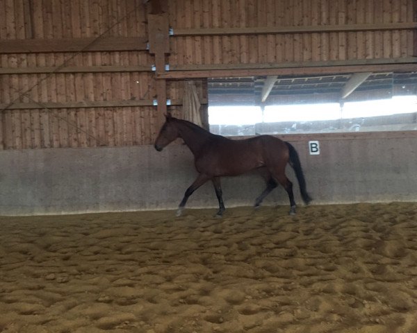 horse Satellite 10 (Bavarian, 2011, from Supreme)