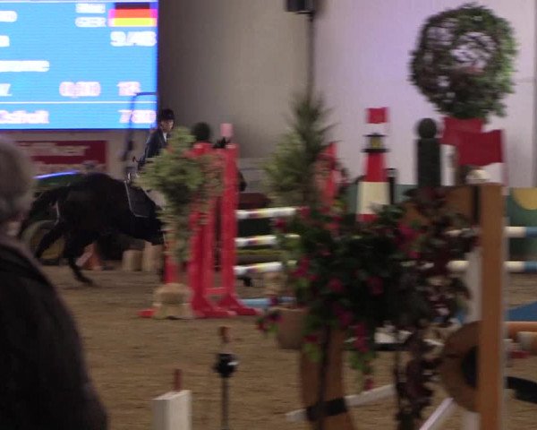 Reitturnier Warendorf-Freckenhorst 2019