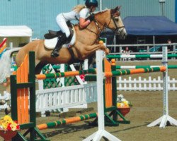 horse Coppindell Pizarro (Irish Sport Horse, 1999)