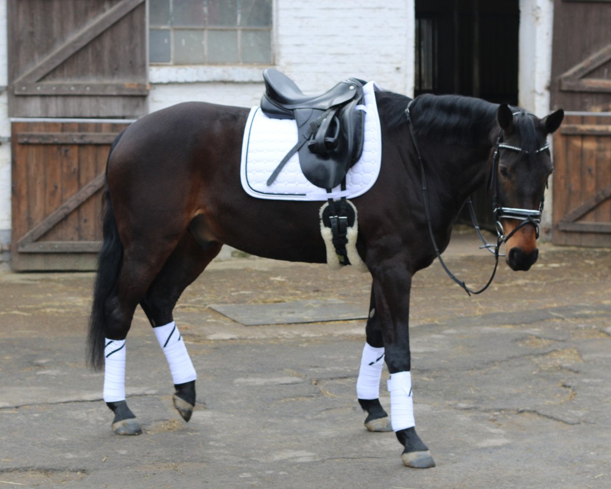 dressage horse Rain man S (German Warmblood, 2006, from Rosenprinz)