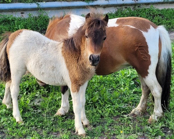 Zuchtstute Funny Girl vom Burgblick (Shetland Pony (unter 87 cm), 2021, von Loulou van het Hoge Huis)