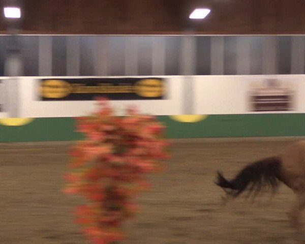 Reitturnier Warendorf-Freckenhorst 2019