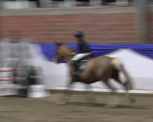 Reitturnier Greven 2019