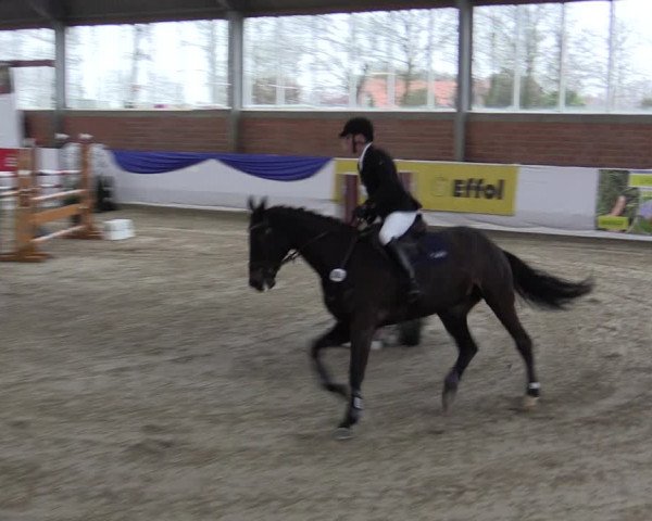 Reitturnier Greven 2019