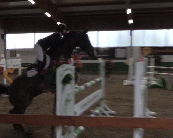 Reitturnier Warendorf-Freckenhorst 2019