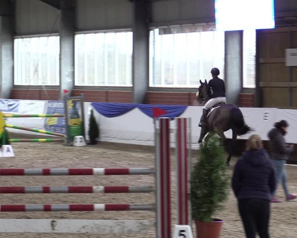Reitturnier Greven 2019