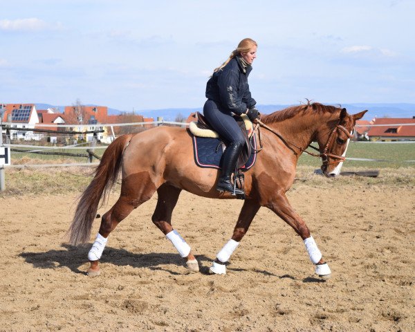 Pferd Fabius (Hannoveraner, 2010, von Fürst Nymphenburg)