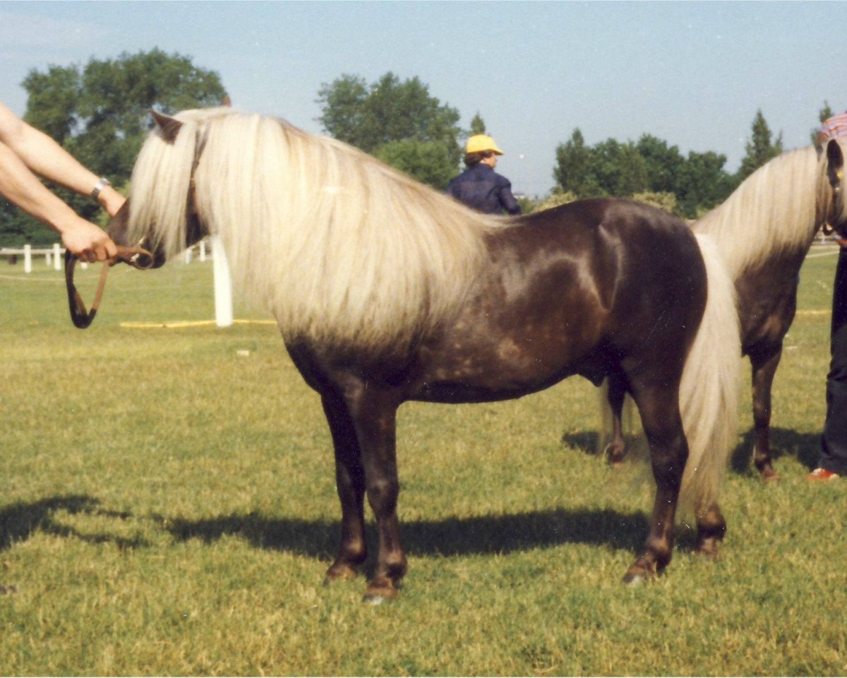 Deckhengst Birko (Dt.Part-bred Shetland Pony, 1971, von Birk of Woodhall)