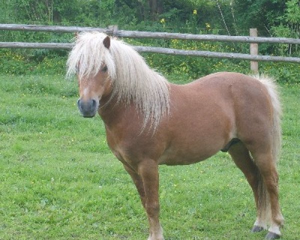stallion Baron (Dt.Part-bred Shetland pony, 1991, from Birko) stallion Baron (Dt.Part-bred Shetland pony, 1991, from Birko)