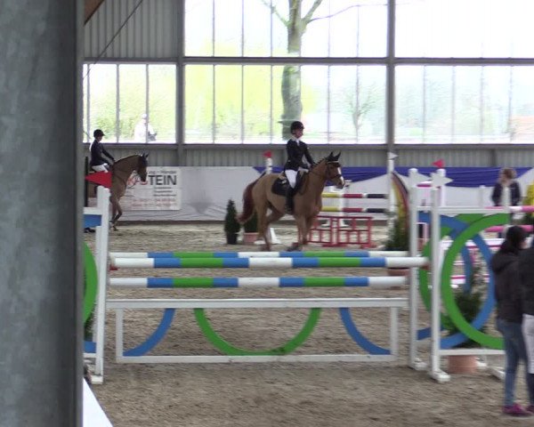 Reitturnier Greven 2019