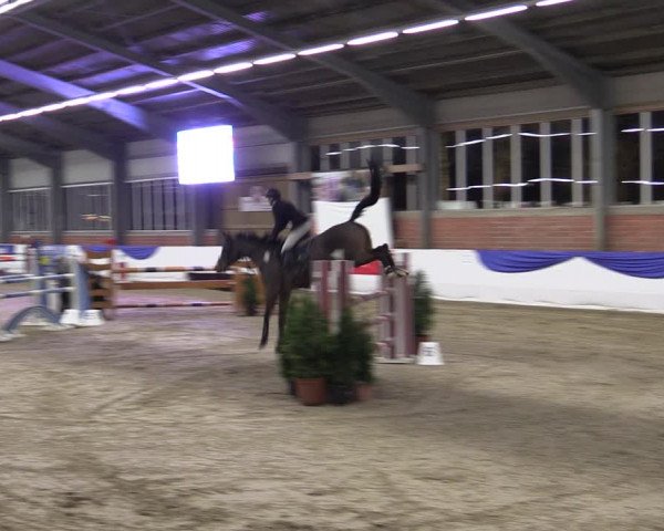 Reitturnier Greven 2019