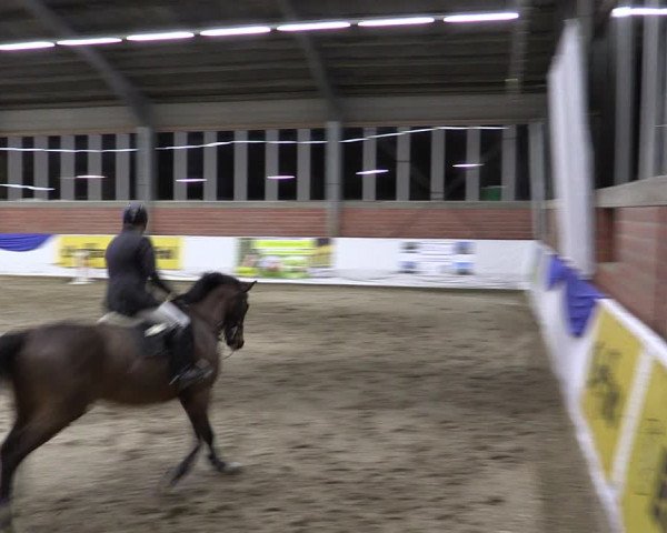 Reitturnier Greven 2019