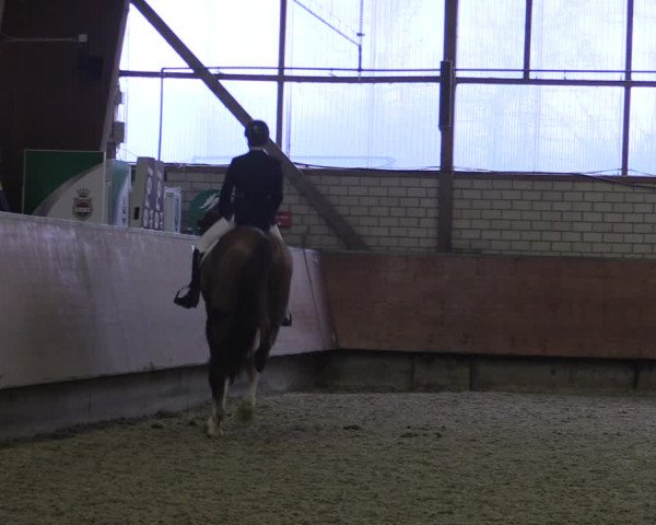 Reitturnier Hellefeld 2019