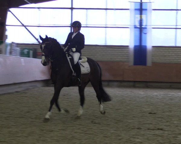 Reitturnier Hellefeld 2019