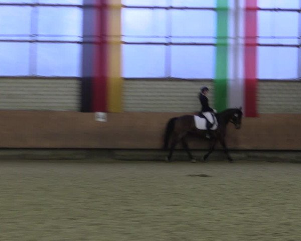 Reitturnier Hellefeld 2019