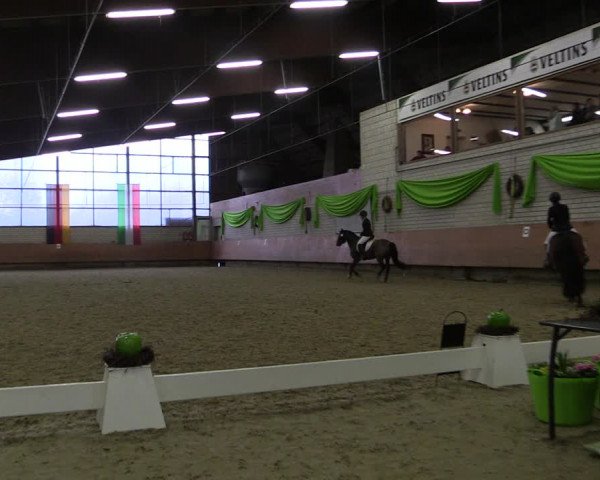 Reitturnier Hellefeld 2019